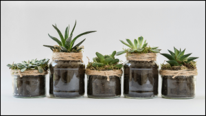 Lee más sobre el artículo PURIFICADORES NATURALES